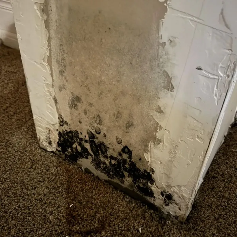 Professional Mold Removal in Blissfield, MI
